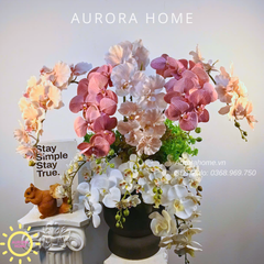 Chậu hoa lan Spring Orchid Glow