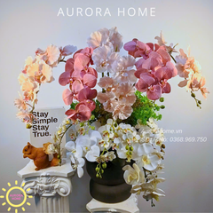 Chậu hoa lan Spring Orchid Glow