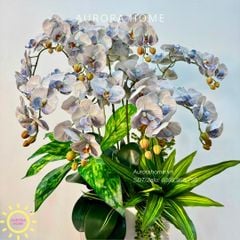 Chậu hoa lan hồ điệp cao cấp Nhã An