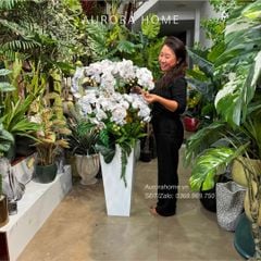 Chậu hoa lan hồ điệp cao cấp Nhã An