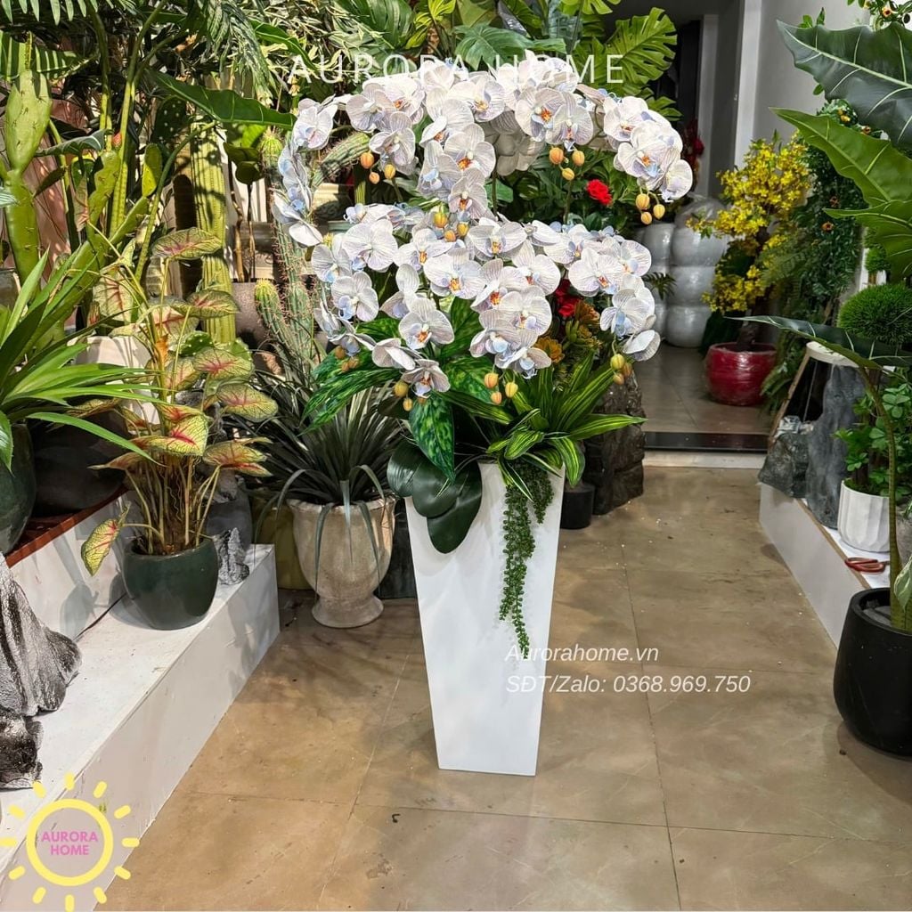 Chậu hoa lan hồ điệp cao cấp Nhã An