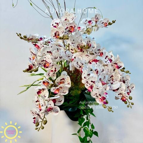 Chậu hoa lan hồ điệp cao cấp Tịnh Hoa