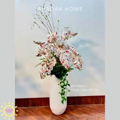 Chậu hoa lan hồ điệp cao cấp Tịnh Hoa