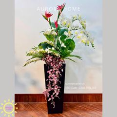 Chậu hoa lan hồ điệp cao cấp Diệu Quang