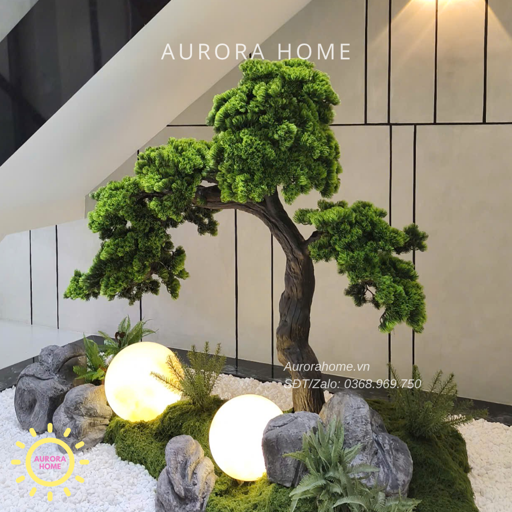 Tiểu cảnh cây tùng bonsai Bách Niên