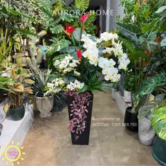 Chậu hoa lan hồ điệp cao cấp Diệu Quang