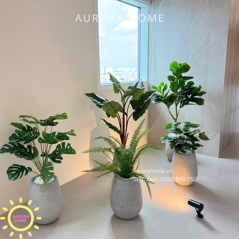 Dịch vụ trang trí cây cảnh - trọn gói - Văn phòng, showroom
