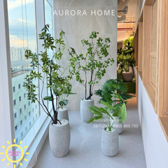 Dịch vụ trang trí cây cảnh - trọn gói - Văn phòng, showroom