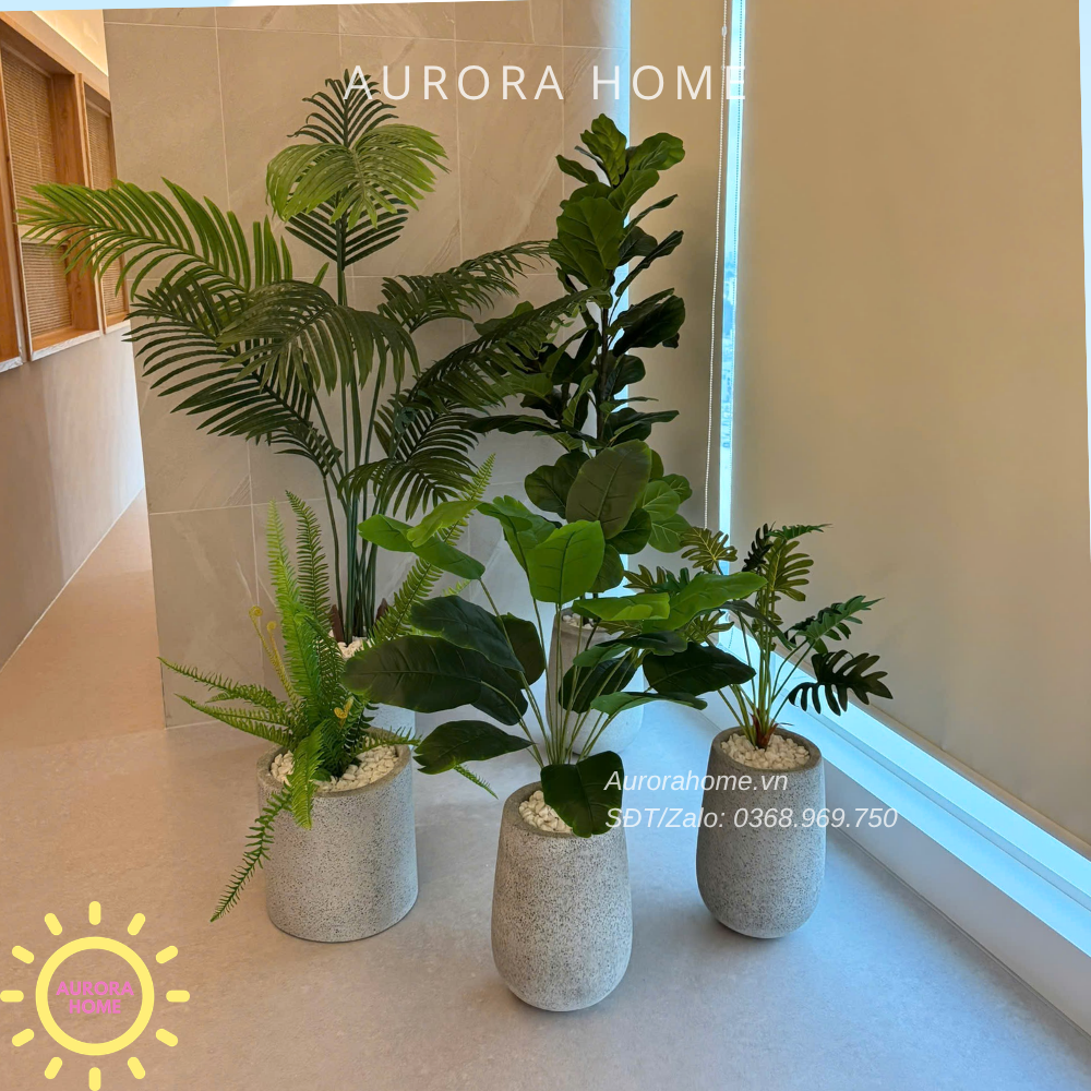 Dịch vụ trang trí cây cảnh - trọn gói - Văn phòng, showroom