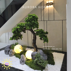 Tiểu cảnh cây tùng bonsai Bách Niên