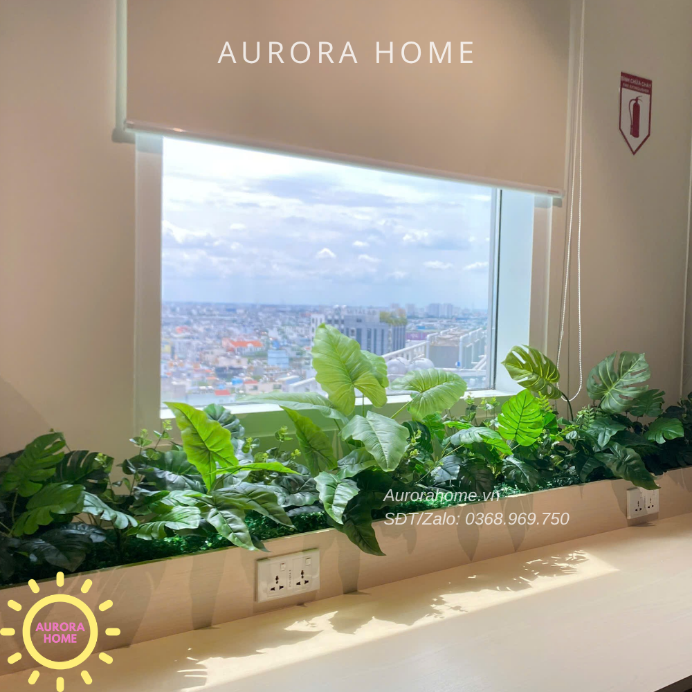 Dịch vụ trang trí cây cảnh - trọn gói - Văn phòng, showroom