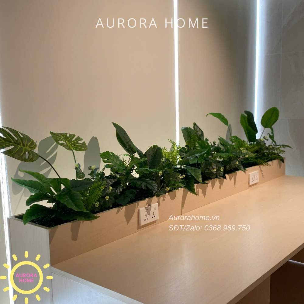 Dịch vụ trang trí cây cảnh - trọn gói - Văn phòng, showroom