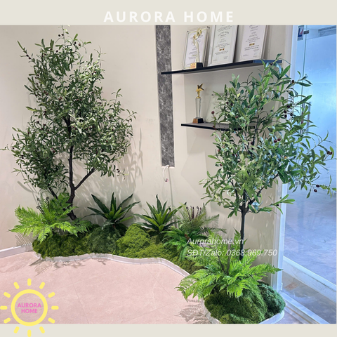 Set tiểu cảnh cây oliu trang trí - Văn phòng, showroom