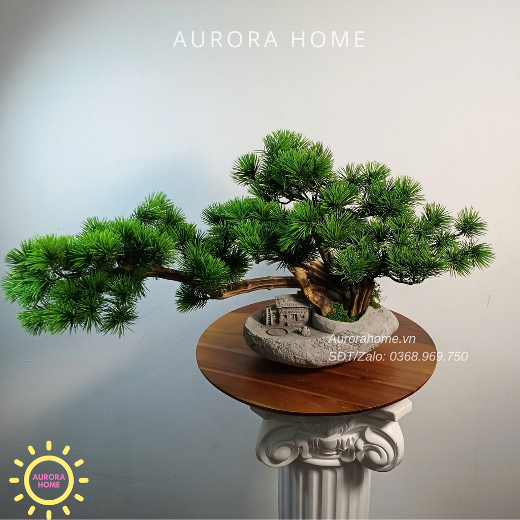 Cây tùng bonsai Mini thiết kế theo yêu cầu