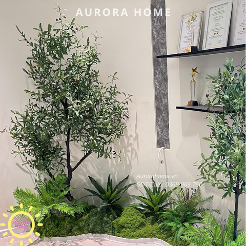 Set tiểu cảnh cây oliu trang trí - Văn phòng, showroom