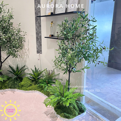 Set tiểu cảnh cây oliu trang trí - Văn phòng, showroom