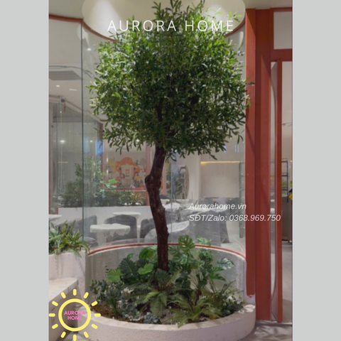 Set tiểu cảnh cây Oliu cổ thụ giả cao cấp trang trí quán Cafe