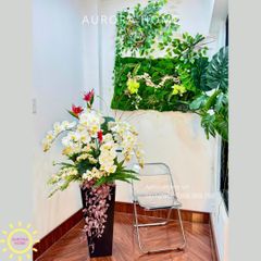 Chậu hoa lan hồ điệp cao cấp Tịnh An