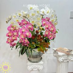 Chậu hoa lan hồ điệp cao cấp Hồ Điệp Mộng Uyên Ương