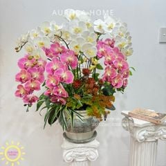 Chậu hoa lan hồ điệp cao cấp Hồ Điệp Mộng Uyên Ương