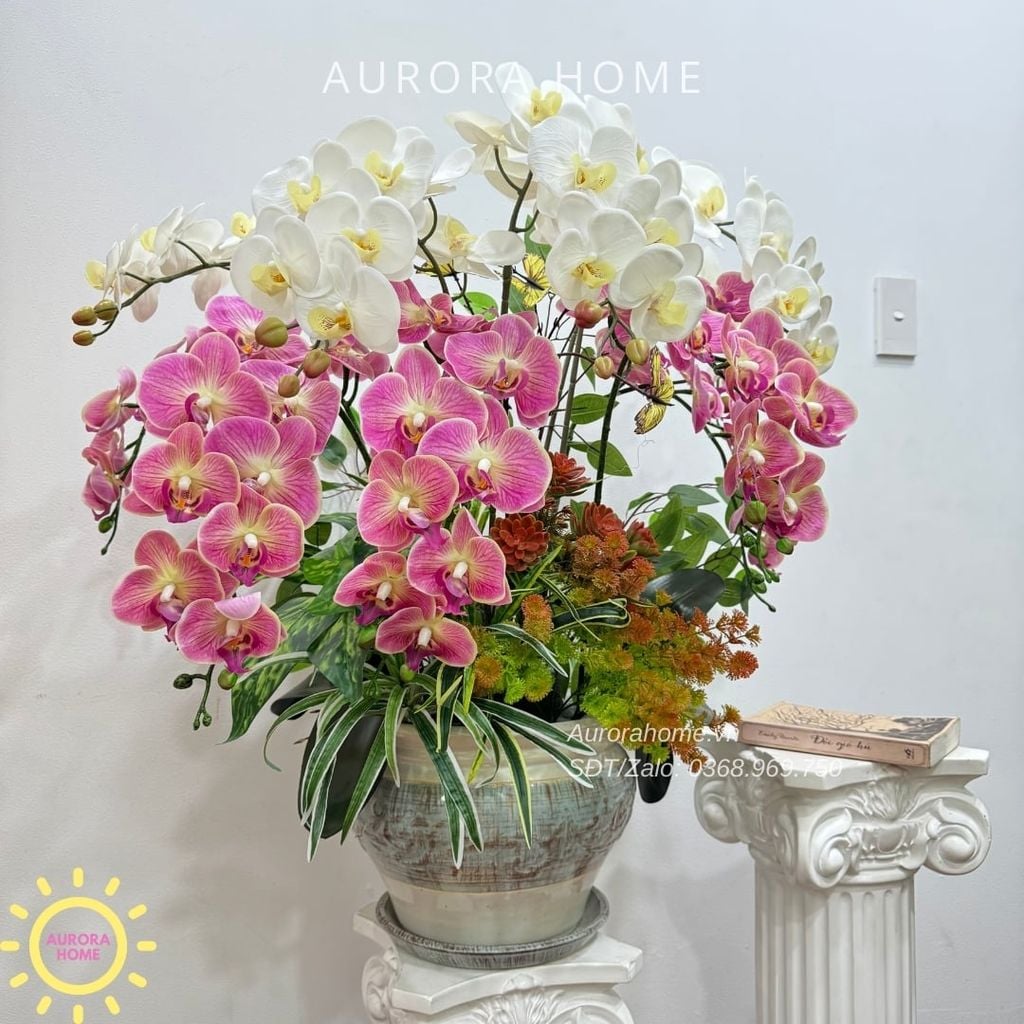 Chậu hoa lan hồ điệp cao cấp Hồ Điệp Mộng Uyên Ương