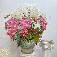 Chậu hoa lan hồ điệp cao cấp Hồ Điệp Mộng Uyên Ương