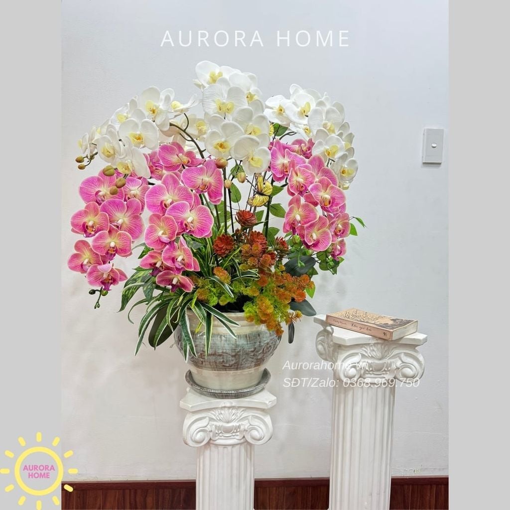 Chậu hoa lan hồ điệp cao cấp Hồ Điệp Mộng Uyên Ương