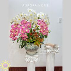 Chậu hoa lan hồ điệp cao cấp Hồ Điệp Mộng Uyên Ương