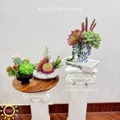 Chậu hoa sen đá thiết kế Xina Tima