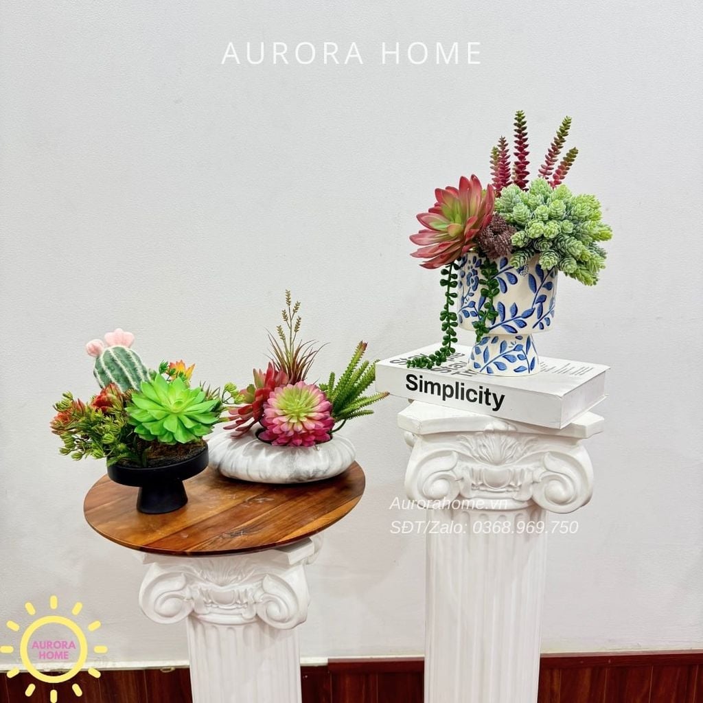 Chậu hoa sen đá thiết kế Xina Tima