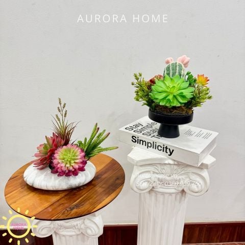 Chậu hoa sen đá thiết kế Xina Tima