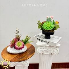 Chậu hoa sen đá thiết kế Xina Tima