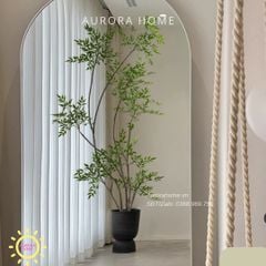 Cây Nandina Domestica cao cấp