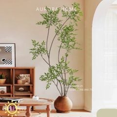 Cây Nandina Domestica cao cấp