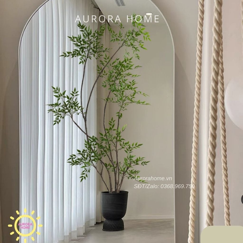 Cây Nandina Domestica cao cấp