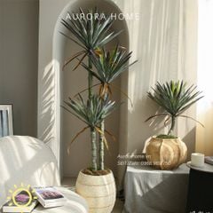 Cây phát tài núi giả đẹp như thật