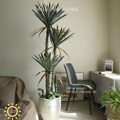 Cây phát tài núi giả đẹp như thật