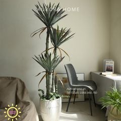 Cây phát tài núi giả đẹp như thật