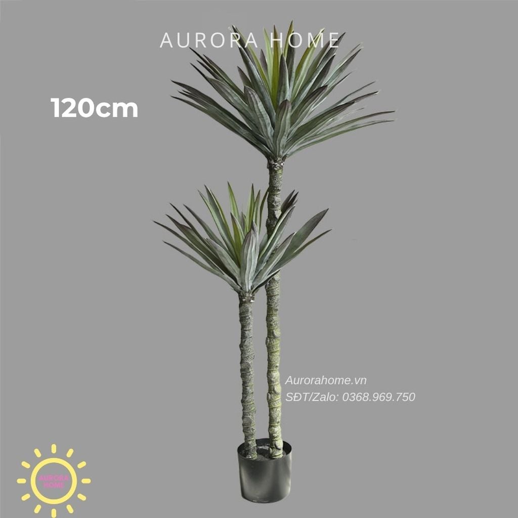 Cây phát tài núi giả đẹp như thật