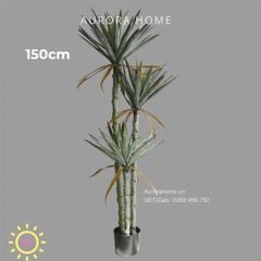 Cây phát tài núi giả đẹp như thật