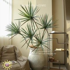 Cây huyết dụ kiếm giả cao cấp