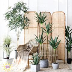 Cây phát tài dứa sisal giả xinh xắn