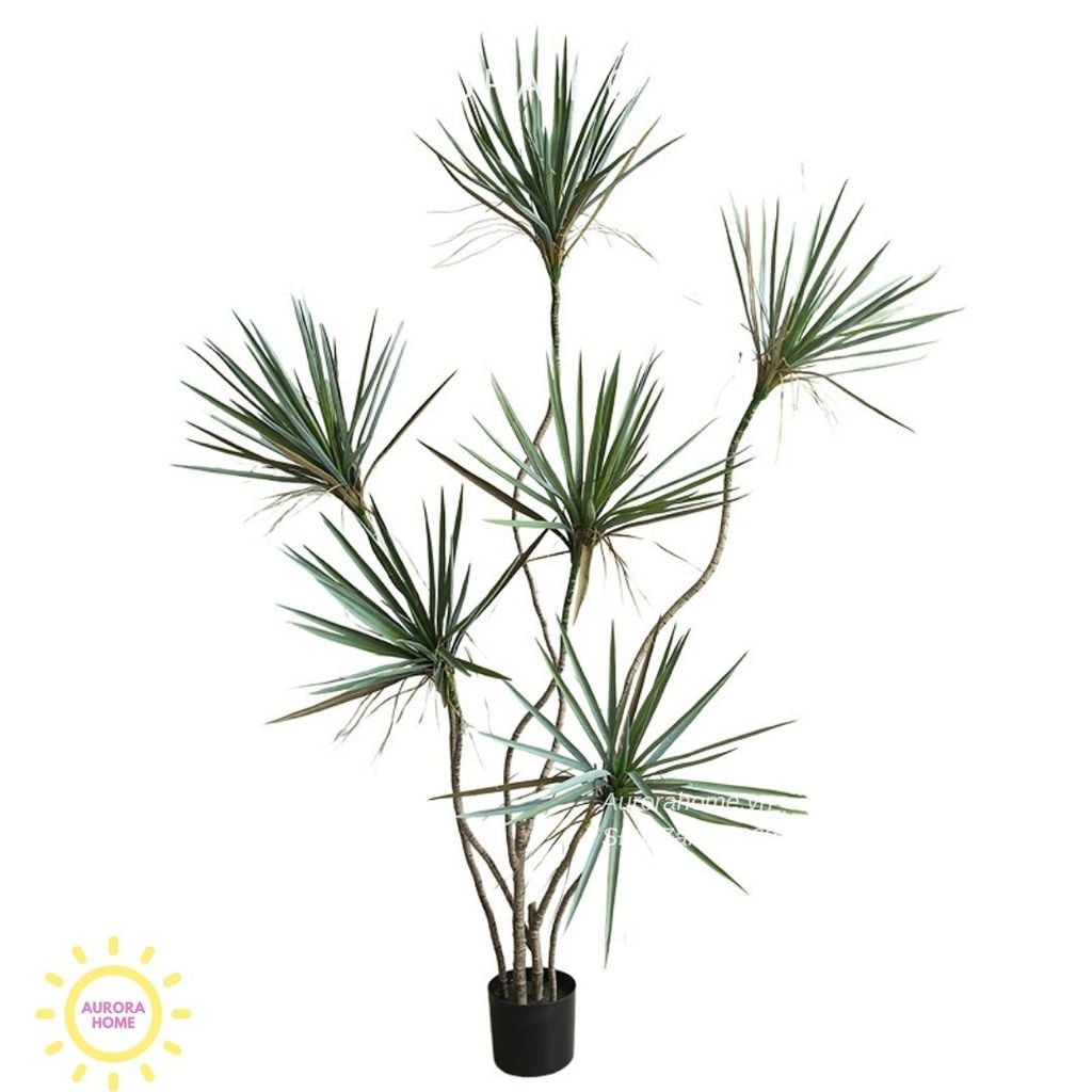 Cây huyết dụ kiếm giả cao cấp