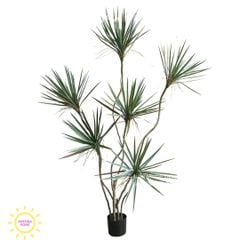 Cây huyết dụ kiếm giả cao cấp