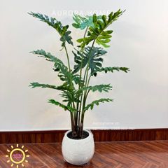 Cây giả Premium cây trầu bà thanh xuân xinh xắn