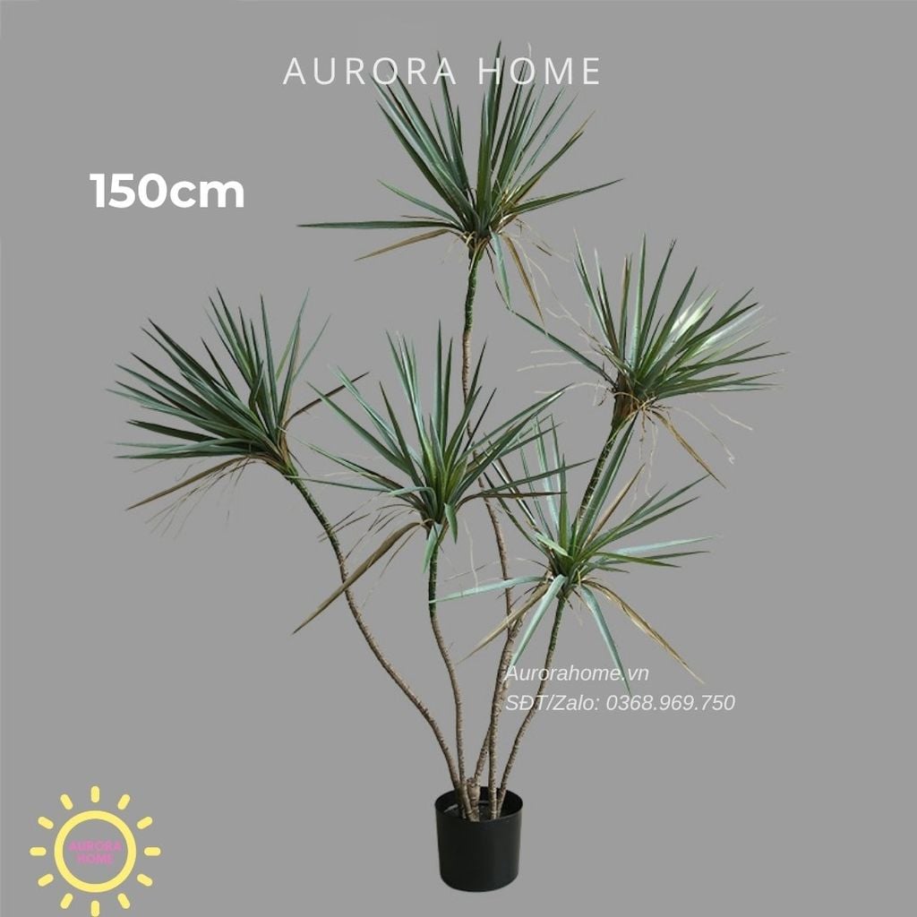 Cây huyết dụ kiếm giả cao cấp