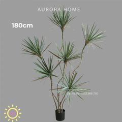 Cây huyết dụ kiếm giả cao cấp