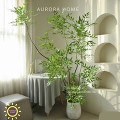 Cây Nandina Domestica cao cấp