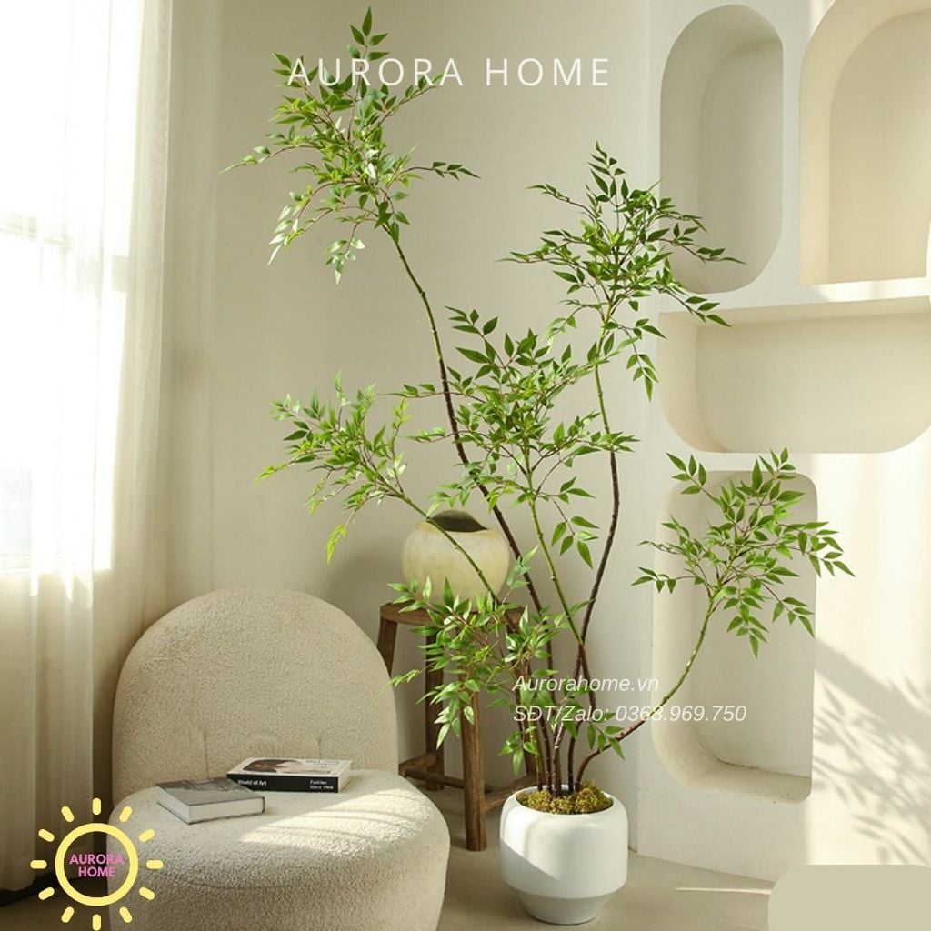 Cây Nandina Domestica cao cấp