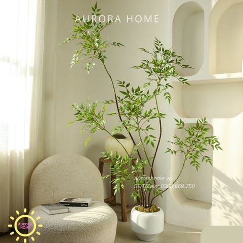 Cây Nandina Domestica cao cấp